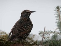 Sturnus vulgaris 60, Spreeuw, Saxifraga-Luuk Vermeer