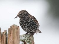 Sturnus vulgaris 62, Spreeuw, Saxifraga-Luuk Vermeer