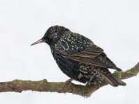 Sturnus vulgaris 64, Spreeuw, Saxifraga-Luuk Vermeer