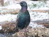 Sturnus vulgaris 66, Spreeuw, Saxifraga-Luuk Vermeer