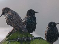 Sturnus vulgaris 70, Spreeuw, Saxifraga-Luuk Vermeer