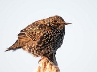 Sturnus vulgaris 72, Spreeuw, Saxifraga-Luuk Vermeer