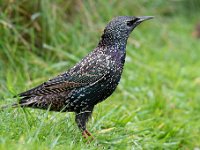 Sturnus vulgaris 76, Spreeuw, Saxifraga-Luuk Vermeer