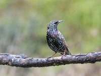 Sturnus vulgaris 87, Spreeuw, Saxifraga-Luuk Vermeer