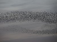 Sturnus vulgaris 95, Spreeuw, Saxifraga-Luuk Vermeer