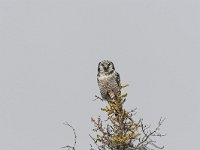 Surnia ulula, Hawk Owl