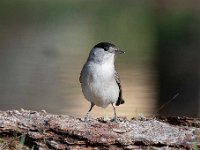 Sylvia atricapilla 41, Zwartkop, Saxifraga-Luuk Vermeer