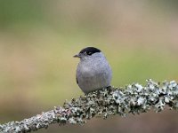 Sylvia atricapilla 64, Zwartkop, Saxifraga-Luuk Vermeer