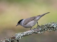 Sylvia atricapilla 66, Zwartkop, Saxifraga-Luuk Vermeer