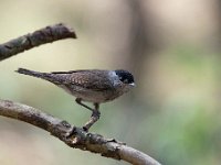 Sylvia atricapilla 78, Zwartkop, Saxifraga-Luuk Vermeer