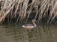 Tachybaptus ruficollis 17, Dodaars, Saxifraga-Luuk Vermeer