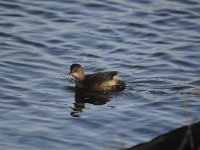 Tachybaptus ruficollis 19, Dodaars, Saxifraga-Luuk Vermeer