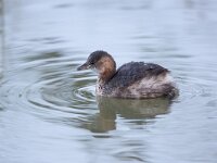 Tachybaptus ruficollis 40, Dodaars, Saxifraga-Luc Hoogenstein