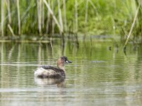 Tachybaptus ruficollis 44, Dodaars, adult, Saxiraga-Theo Verstrael