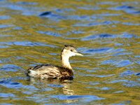 Tachybaptus ruficollis 51, Dodaars, adult, winter plumage, Saxiraga-Theo Verstrael