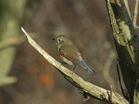 Tarsiger cyanurus, Red-Flanked Bluetail