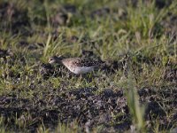 Tringa nebularia 16, Groenpootruiter, Saxifraga-Luuk Vermeer