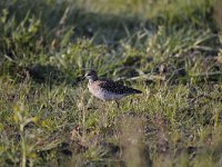 Tringa nebularia 19, Groenpootruiter, Saxifraga-Luuk Vermeer