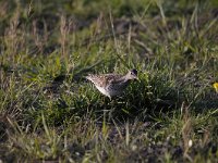 Tringa nebularia 20, Groenpootruiter, Saxifraga-Luuk Vermeer