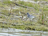 Tringa nebularia 26, Groenpootruiter, Saxifraga-Tom Heijnen