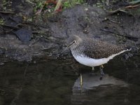 Tringa ochropus 17, Witgat, Saxifraga-Luuk Vermeer