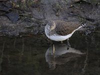 Tringa ochropus 18, Witgat, Saxifraga-Luuk Vermeer