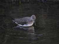 Tringa ochropus 23, Witgat, Saxifraga-Luuk Vermeer