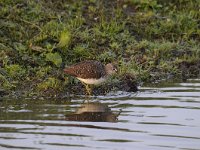 Tringa ochropus 26, Witgat, Saxifraga-Luuk Vermeer