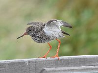 Tringa totanus 128, Tureluur, Saxifraga-Luuk Vermeer