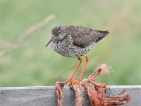 Tringa totanus 129, Tureluur, Saxifraga-Luuk Vermeer