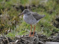 Tringa totanus 148, Tureluur, Saxifraga-Luuk Vermeer