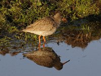 Tringa totanus 158, Tureluur, Saxifraga-Luuk Vermeer