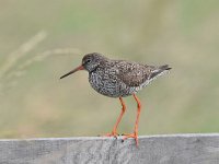 Tringa totanus 160, Tureluur, Saxifraga-Luuk Vermeer