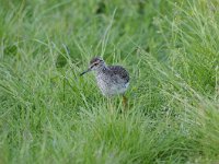 Tringa totanus 168, Tureluur, Saxifraga-Luuk Vermeer