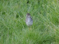 Tringa totanus 169, Tureluur, Saxifraga-Luuk Vermeer