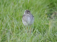 Tringa totanus 170, Tureluur, Saxifraga-Luuk Vermeer