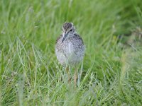 Tringa totanus 171, Tureluur, Saxifraga-Luuk Vermeer