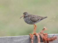 Tringa totanus 183, Tureluur, Saxifraga-Luuk Vermeer