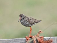 Tringa totanus 184, Tureluur, Saxifraga-Luuk Vermeer