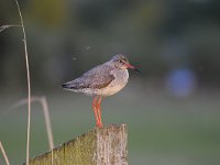 Tringa totanus 185, Tureluur, Saxifraga-Luuk Vermeer