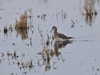 Tringa totanus 186, Tureluur, Saxifraga-Luuk Vermeer