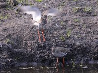 Tringa totanus 188, Tureluur, Saxifraga-Luuk Vermeer