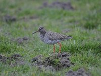 Tringa totanus 193, Tureluur, Saxifraga-Luuk Vermeer