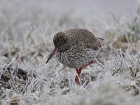 Tringa totanus 200, Tureluur, Saxifraga-Luuk Vermeer