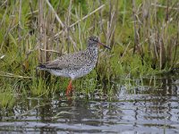 Tringa totanus 202, Tureluur, Saxifraga-Luuk Vermeer