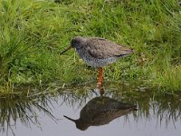 Tringa totanus 205, Tureluur, Saxifraga-Luuk Vermeer