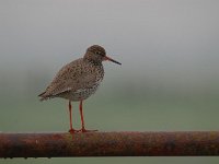 Tringa totanus 207, Tureluur, Saxifraga-Luuk Vermeer