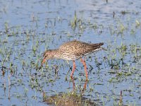 Tringa totanus 221, Tureluur, Saxifraga-Luuk Vermeer