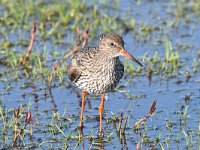 Tringa totanus 222, Tureluur, Saxifraga-Luuk Vermeer