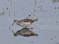 Tringa totanus 226, Tureluur, Saxifraga-Luuk Vermeer